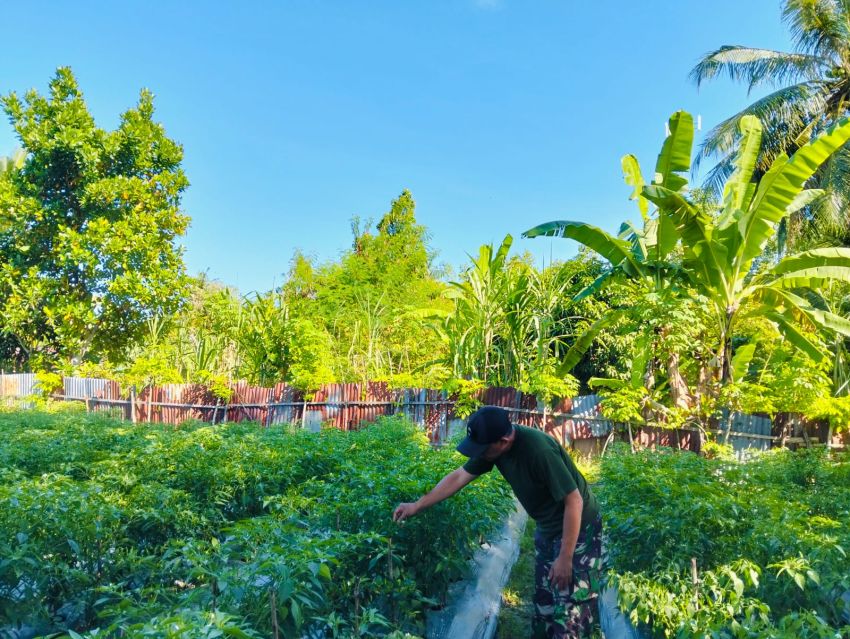 Terus Lakukan Pendampingan, Sertu Pardin Paramay Pastikan Cabe Yang Ditanam Dengan Hasil Maksimal