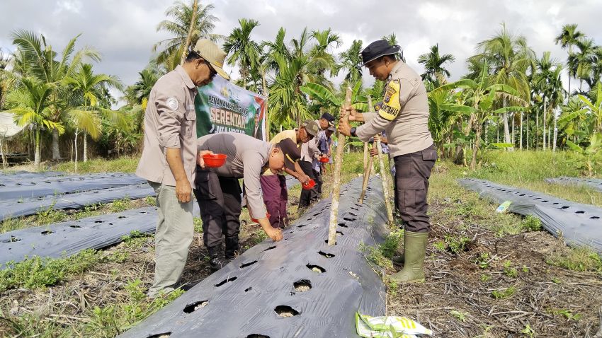 Dukung Ketahanan Pangan, Polsek Rangsang Tanam Jagung Serentak di Desa Sendaur