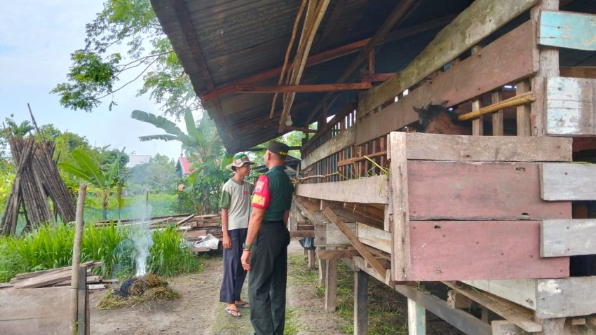 Pastikan Ternak Warga Bebas PMK, Sertu M Amri Temui Peternak Kambing di Selatpanjang Selatan