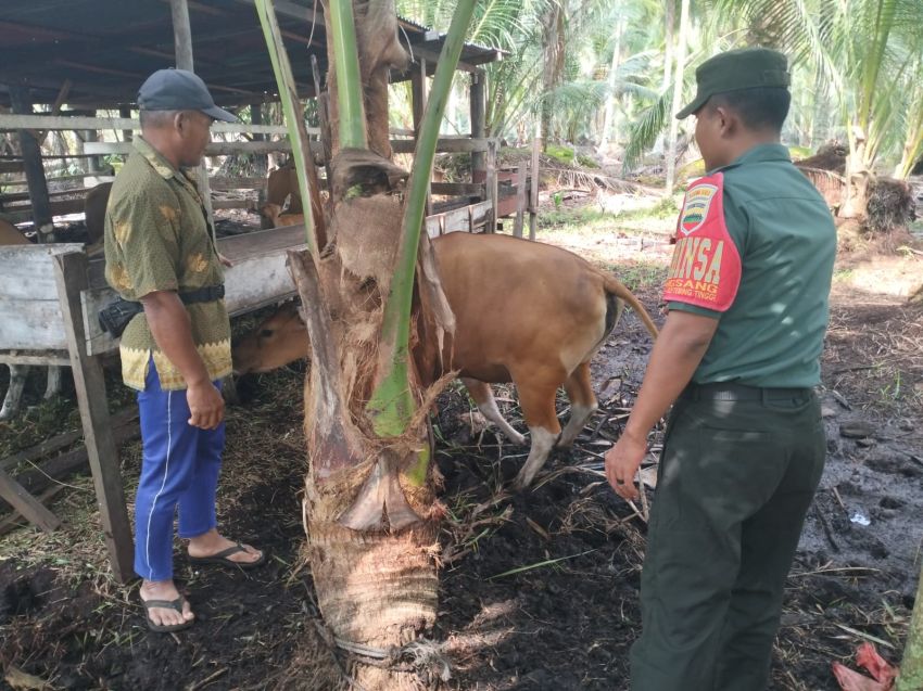 Koptu Masran Rutin Monitoring Kesehatan Ternak Warga di Desa Tanjung Medang