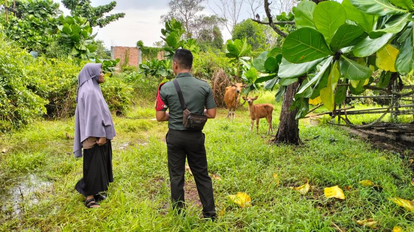 Cegah PMK, Pratu Wahyu Pradana Cek Kesehatan Sapi Milik Warga Bungur