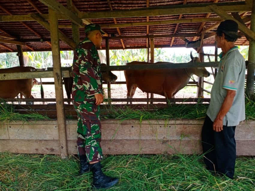 Antisipasi Adanya PMK, Serda Zulkarnain Cek Kesehatan Sapi Milik Warga Mekarbaru