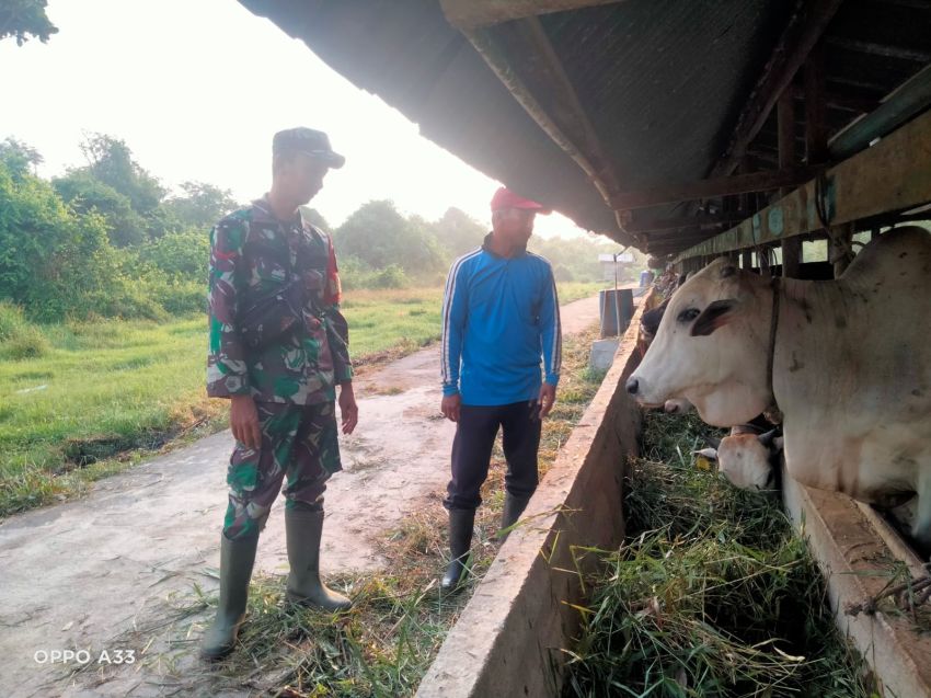 Pastikan Ternak Warga Bebas PMK, Kopda Sukarman Temui Peternak Sapi di Tenggayun Raya