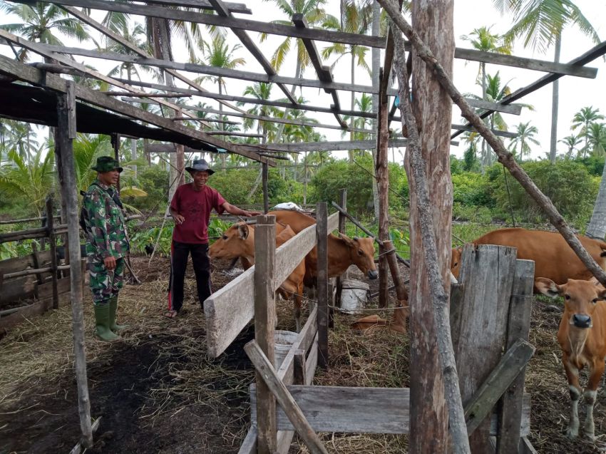 Pastikan Ternak Warga Bebas PMK, Serda Amsyaya Kunjungi Peternak di Desa Segomeng