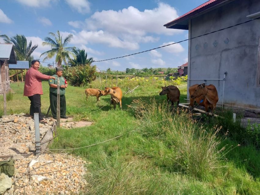Cegah PMK, Serka Subar Pantau Kesehatan Ternak Warga di Desa Repan