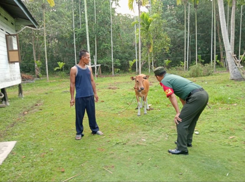 Cegah PMK, Serda Imam Subarkah Pantau Kesehatan Ternak Warga di Desa Topang