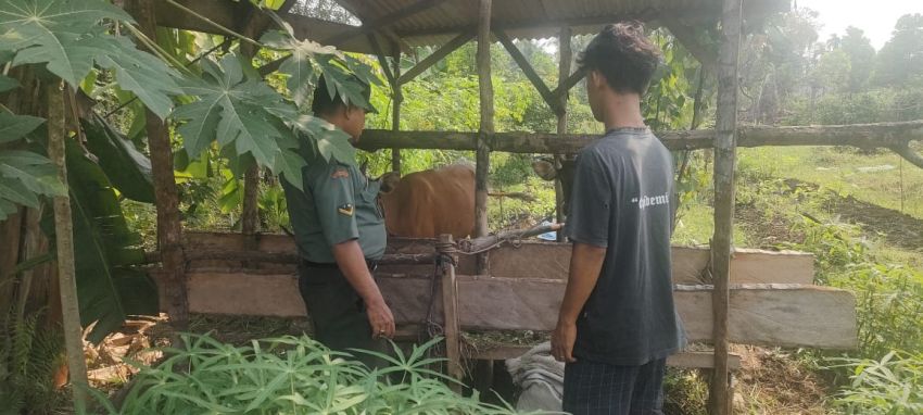 Serda Firman Sihotang Monitoring Kesehatan Ternak Warga di Desa Nipah Sendanu