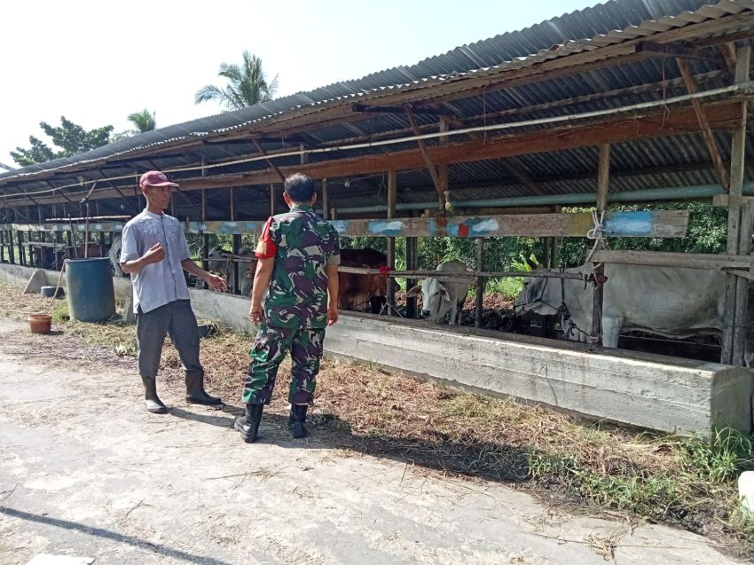 Koptu Muherli Monitoring Kesehatan Ternak Warga di Desa Tenan