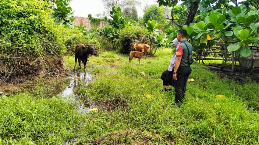 Pastikan Ternak Warga Bebas PMK, Pratu Wahyu Pradana Kunjungi Peternak di Desa Bungur