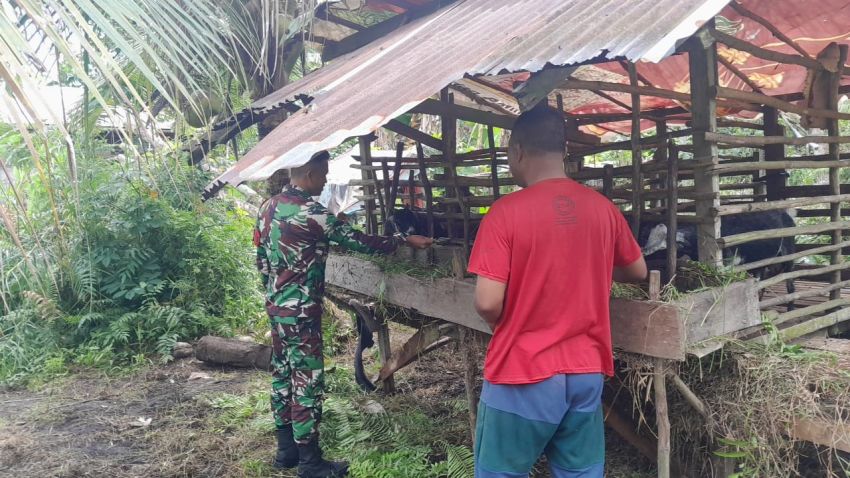 Cegah PMK, Pratu P Situmorang Pantau Kesehatan Ternak Warga di Desa Maini Darul Aman
