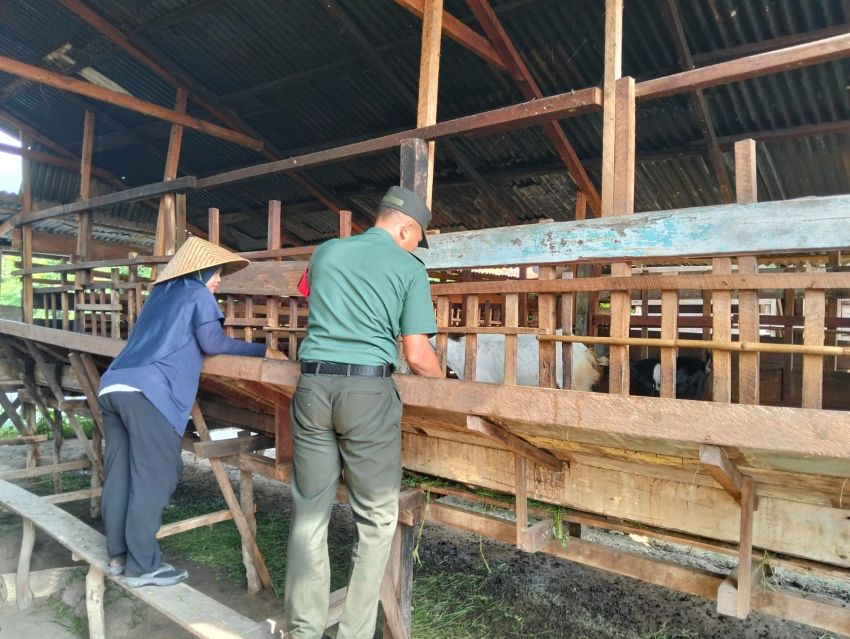 Serda Lasidi Monitoring Kesehatan Ternak Warga di Desa Sonde