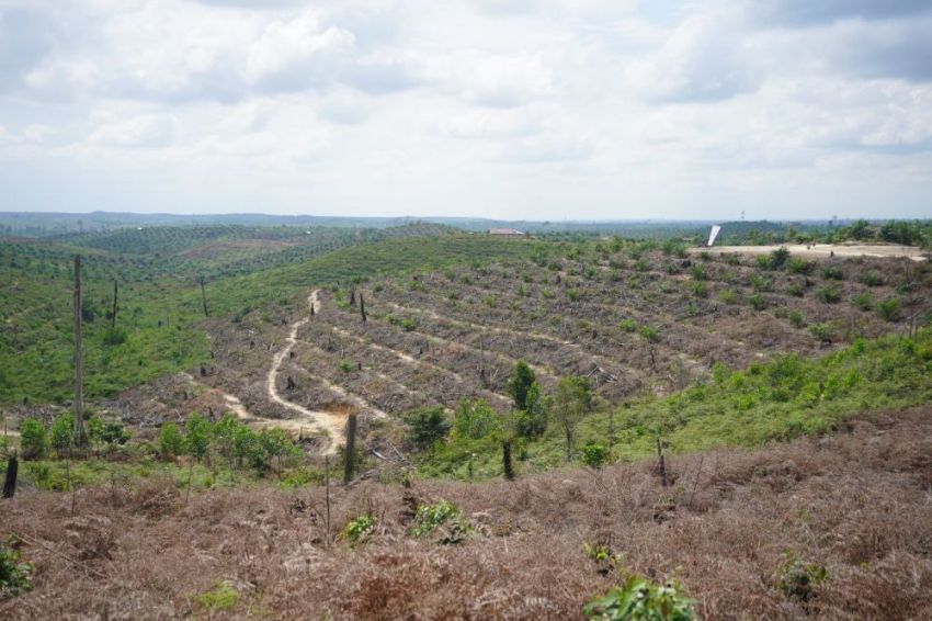 Jual Hutan Jadi Kebun Sawit, Kepala Desa di Inhu Ditangkap Polisi