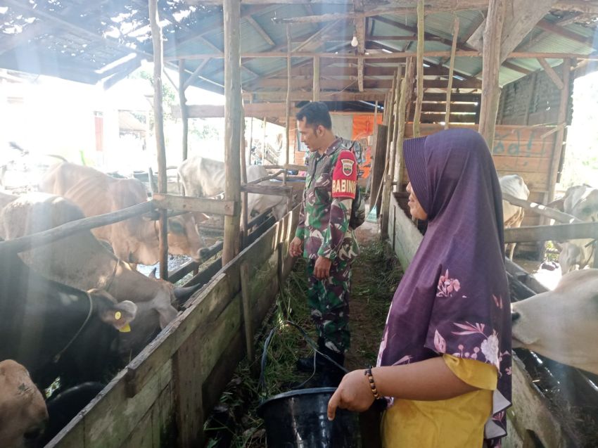 Cegah PMK, Sertu Amsyaya Pantau Kesehatan Ternak Warga di Desa Insit