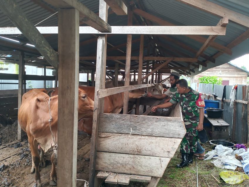Pastikan Ternak Warga Bebas PMK, Serma Endra Kunjungi Peternak Sapi di Desa Tanjung Samak