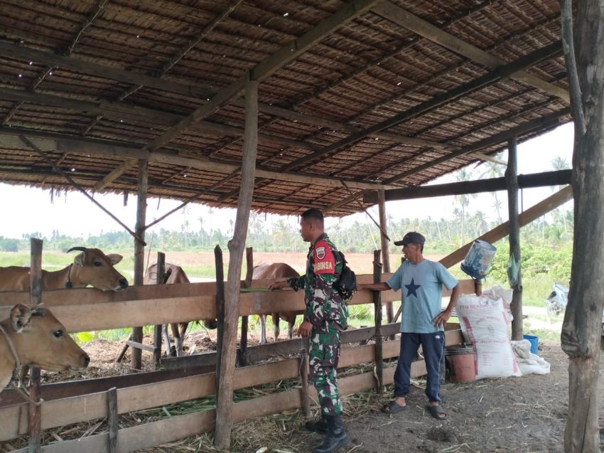 Pastikan Ternak Warga Bebas PMK, Serda Lasidi Kunjungi Peternak Sapi di Desa Sendaur