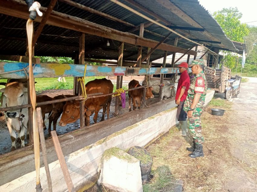 Cegah Wabah PMK, Sertu Amsyaya Aktif Pantau Ternak Warga di Desa Insit