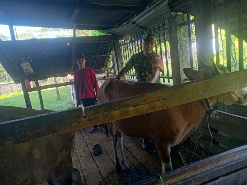 Pastikan Ternak Warga Bebas PMK, Praka Angga Kunjungi Peternak Sapi di Desa Telaga Baru