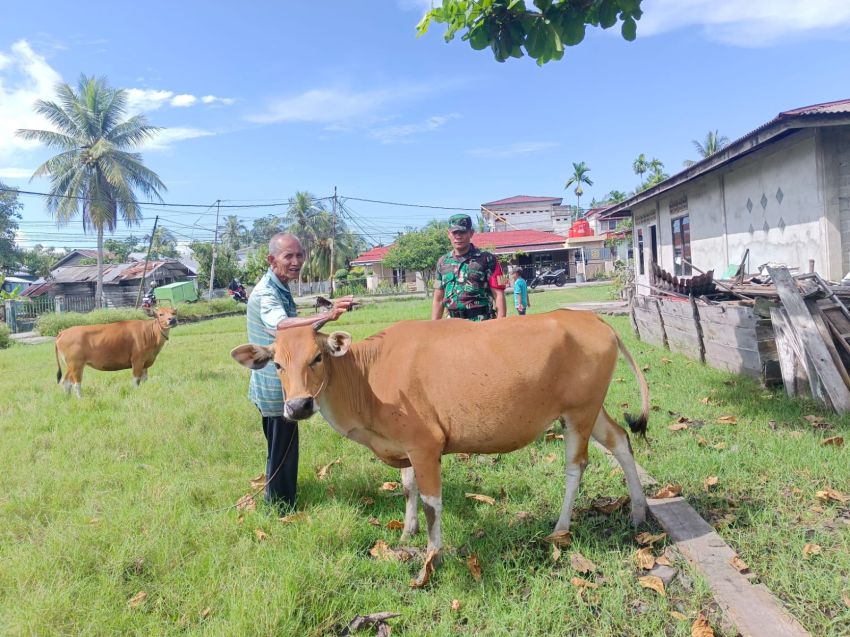 Serda Firman Monitoring Kesehatan Ternak Warga di Tanjung Harapan