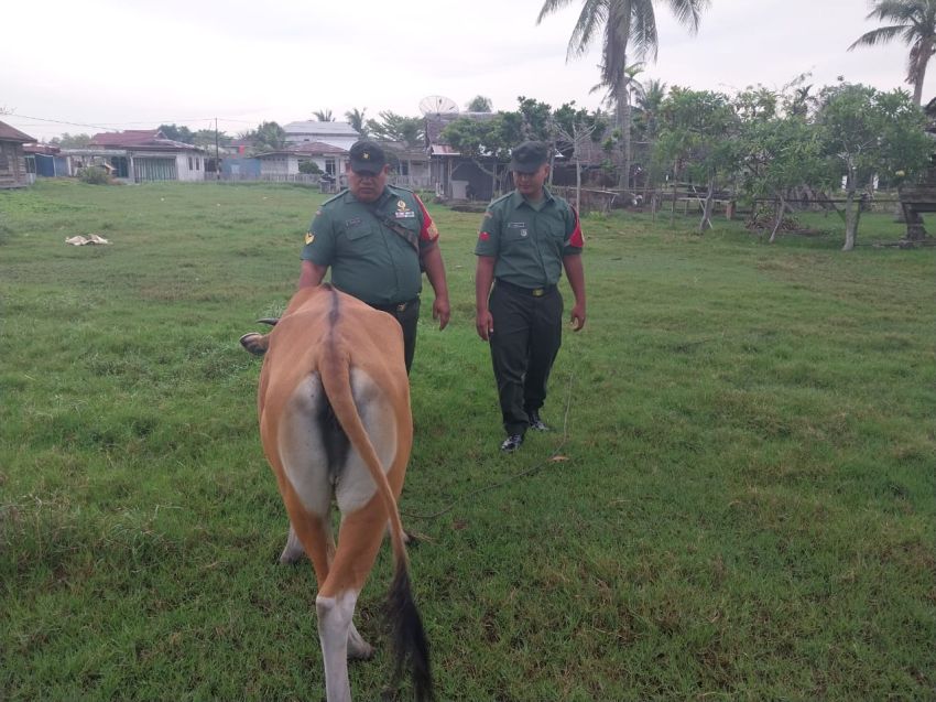 Cegah Wabah PMK, Serka Subar Aktif Pantau Ternak Warga di Desa Repan
