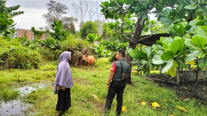 Pastikan Ternak Warga Bebas PMK, Pratu Aldimas Rizki Kunjungi Peternak Sapi di Desa Alahair Timur