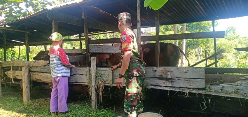 Antisipasi Wabah PMK, Praka Angga Lakukan Pemeriksaan Ternak di Desa Telaga Baru