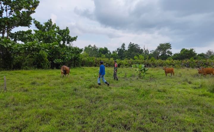 Babinsa Koramil 02 Tebingtinggi Pantau Kesehatan Ternak di Desa Teluk Buntal