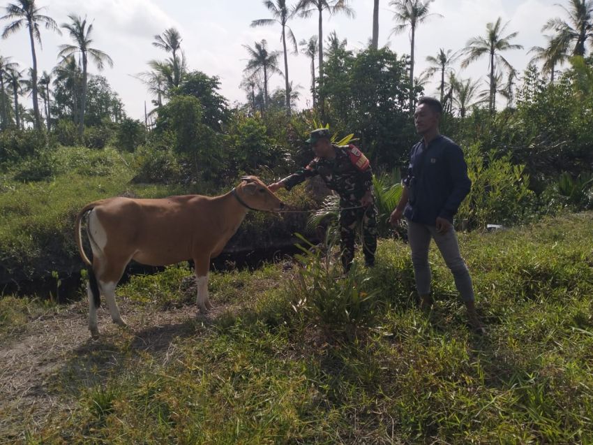 Antisipasi Wabah PMK, Koptu Masran Lakukan Pemeriksaan Ternak di Desa Sungai Gayung Kiri