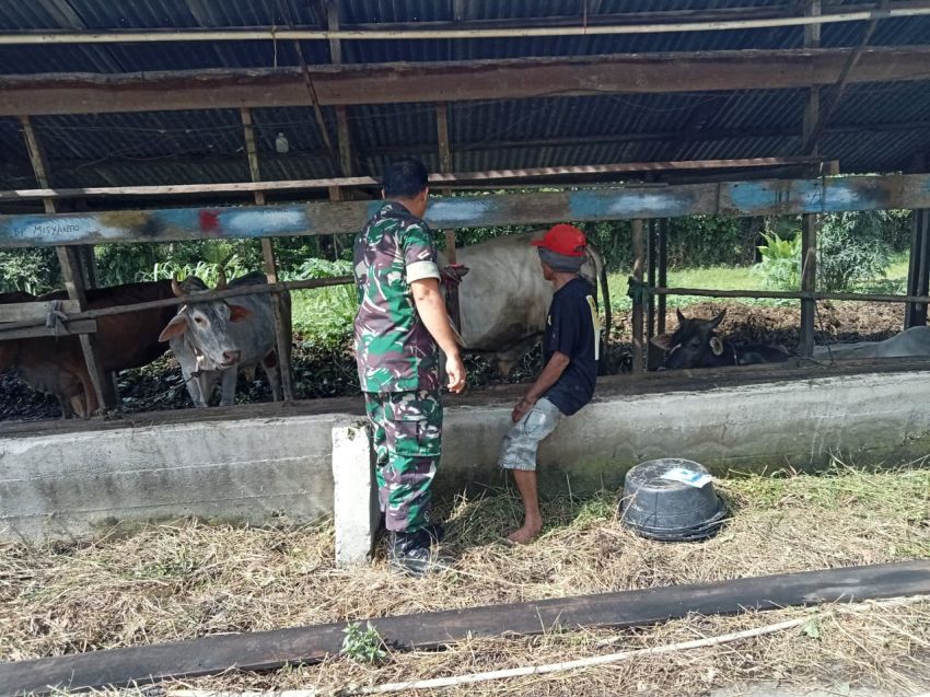 Cegah Wabah PMK, Serda Muherli Aktif Pantau Ternak Warga di Desa Tenan