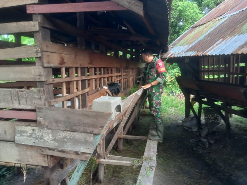 Cegah Wabah PMK, Serda Dedi Aktif Pantau Ternak Warga di Desa Sungai Tohor