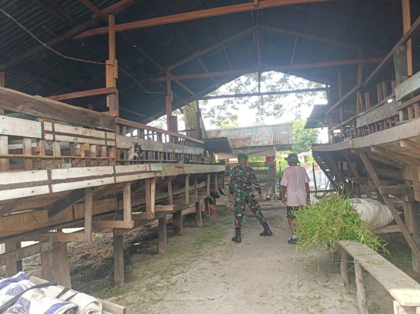 Antisipasi Wabah PMK, Pratu Riski Lakukan Pemeriksaan Ternak di Desa Bina Maju