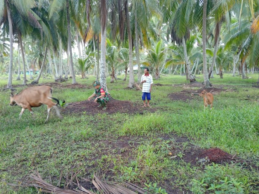 Serda Imam Monitoring Ternak Warga, Cegah Wabah PMK di Desa Topang