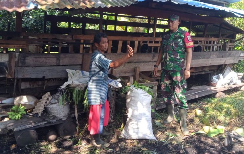 Antisipasi Wabah PMK, Serda Dedi Hermansyah Lakukan Pemeriksaan Ternak di Desa Sungai Tohor