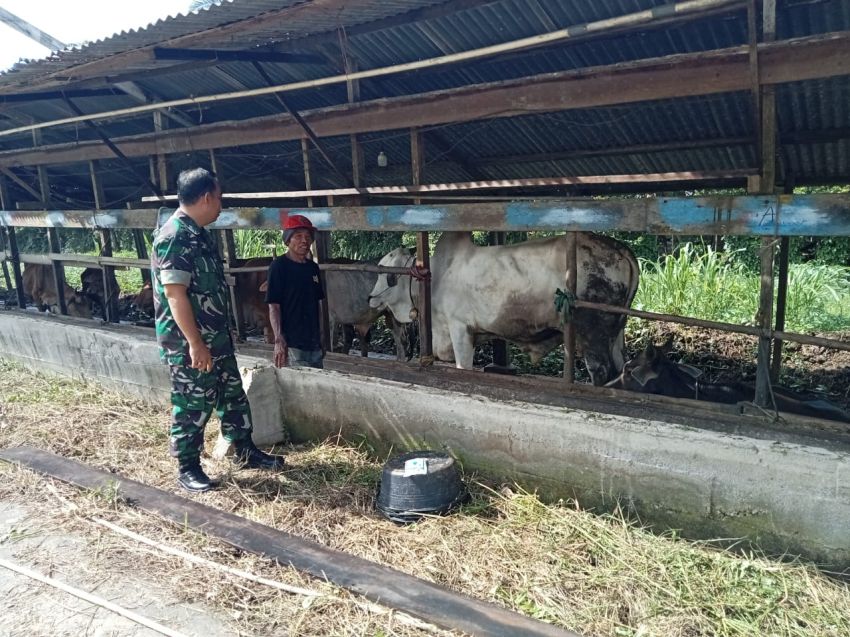 Cegah PMK, Serda Muherli Lakukan Pemantauan Ternak Warga di Desa Tenan
