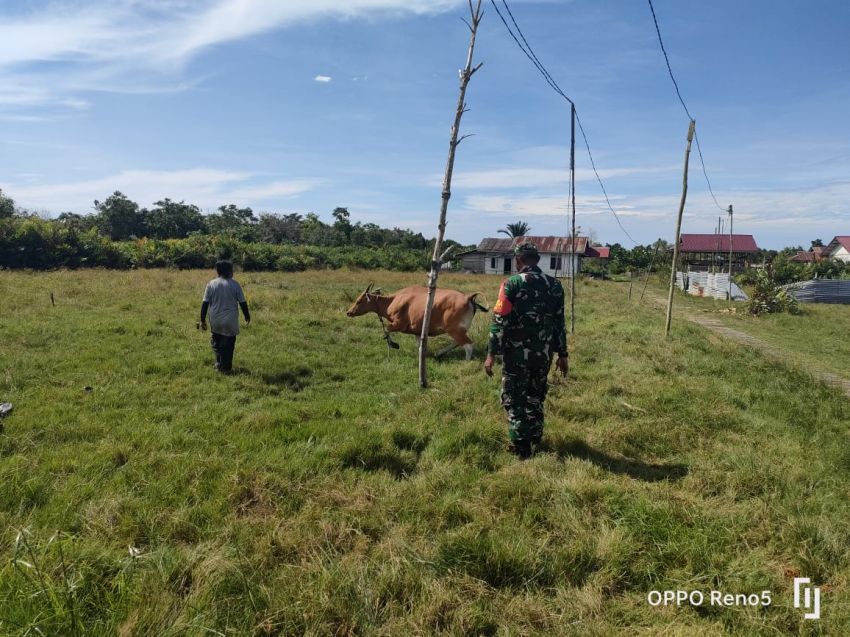 Serda Eka Rafiz Turun ke Desa Lukun, Pastikan Kesehatan Ternak Warga Aman dari PMK