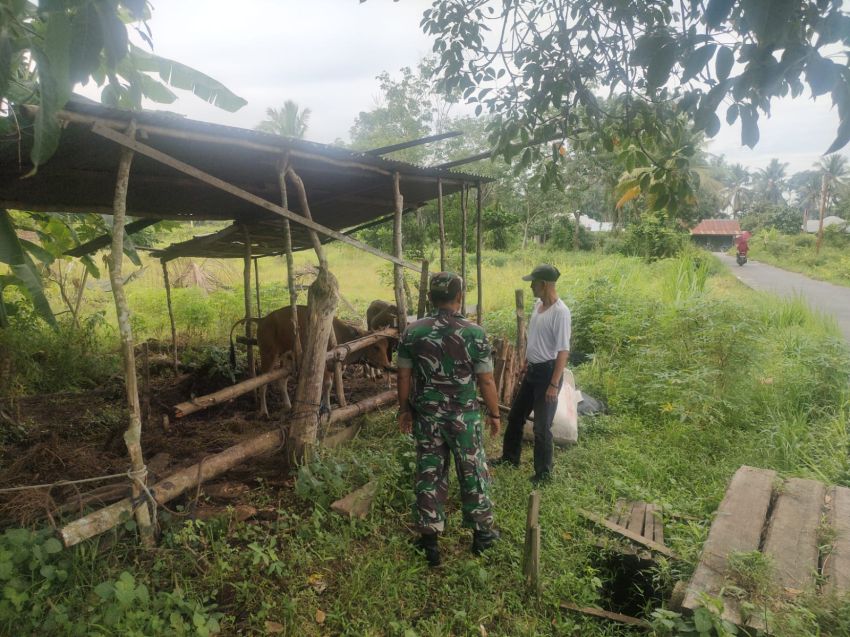 Antisipasi Wabah PMK, Serda Herman Lakukan Pemeriksaan Ternak di Desa Banglas