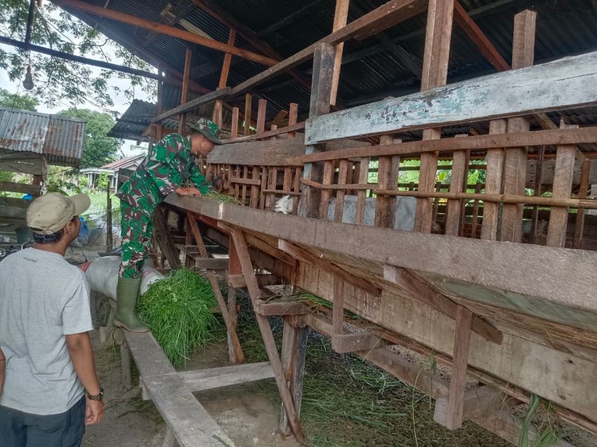 Babinsa Koramil 02 Tebing Tinggi Laksanakan Pemantauan Ternak di Desa Tanjungsari, Pastikan Bebas PMK