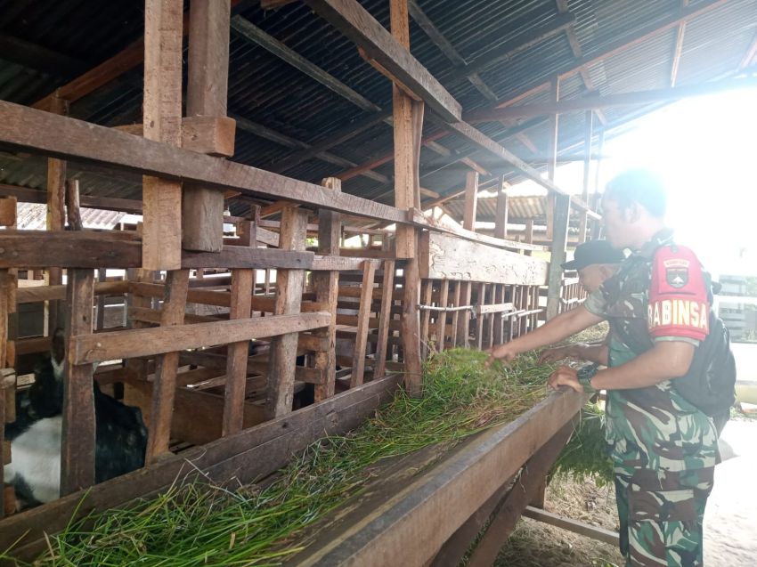 Babinsa Koramil 02/Tebing Tinggi Pantau Kesehatan Hewan Ternak di Desa Insit