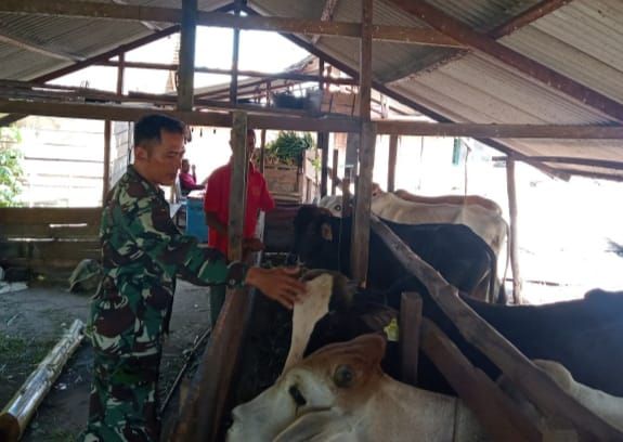 Babinsa Koramil 02/Tebingtinggi Pantau Kesehatan Ternak Sapi di Desa Insit