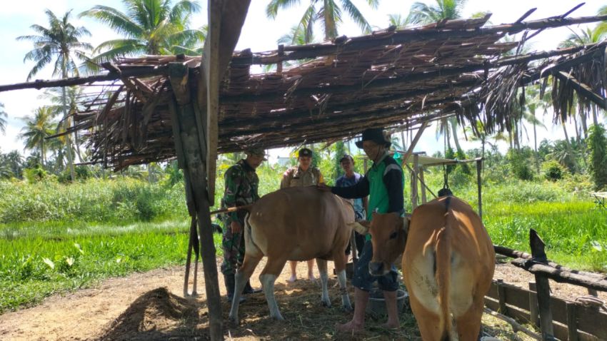 Babinsa Koramil 02/Tebing Tinggi Pantau Kesehatan Hewan Ternak di Selatpanjang Selatan