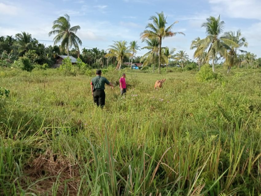 Babinsa Koramil 02/Tebing Tinggi Lakukan Pemantauan PMK pada Ternak Sapi di Desa Banglas