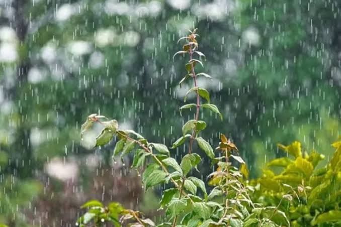 Prakiraan Cuaca Riau Hari Ini: Pagi Cerah, Siang-Malam Berpotensi Hujan