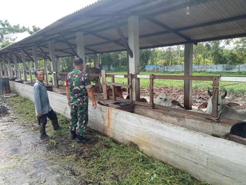 Babinsa Koramil 02/Tebing Tinggi Lakukan Pemantauan PMK pada Ternak Sapi di Desa Alahair