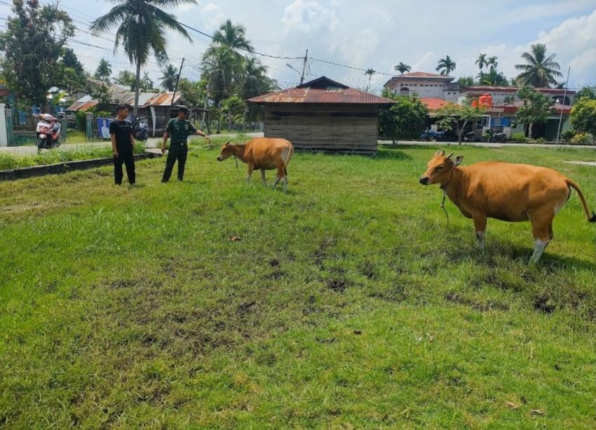 Babinsa Koramil 02/Tebing Tinggi Lakukan Pemantauan PMK di Desa Tenan