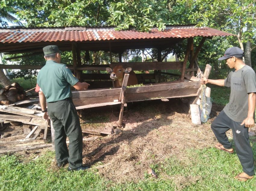 Babinsa Koramil 02/Tebing Tinggi Lakukan Pemantauan PMK pada Ternak Sapi di Rangsang Barat