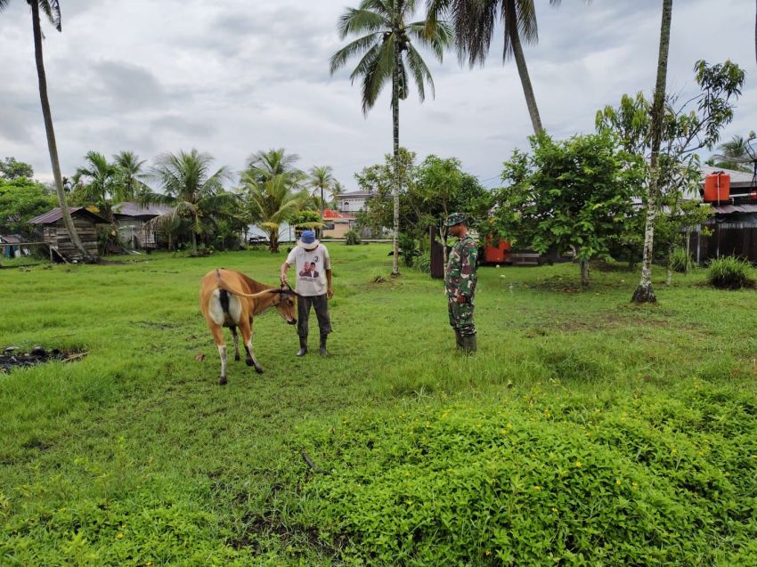 Babinsa Koramil 02/Tebing Tinggi Pantau Kesehatan Ternak, Tidak Ditemukan PMK di Selatpanjang Kota