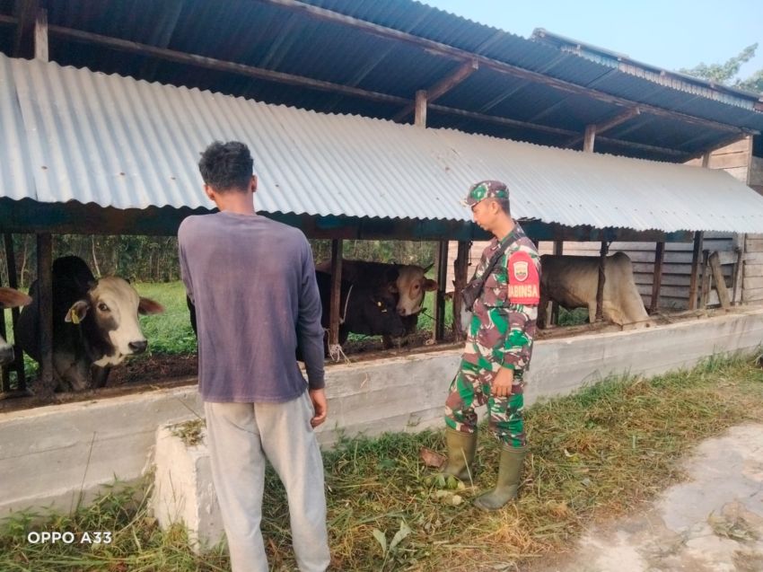 Babinsa Posramil Rangsang Pesisir Pantau Kesehatan Ternak di Desa Sonde, Tidak Ditemukan PMK