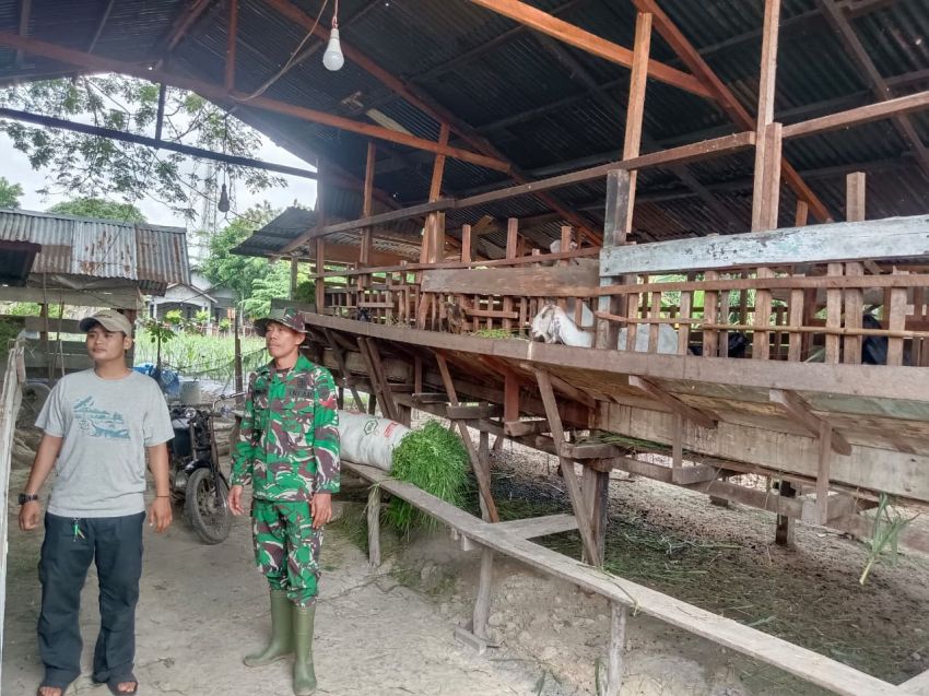 Babinsa Koramil 02/Tebing Tinggi Lakukan Pemantauan Ternak di Desa Tanjungsari