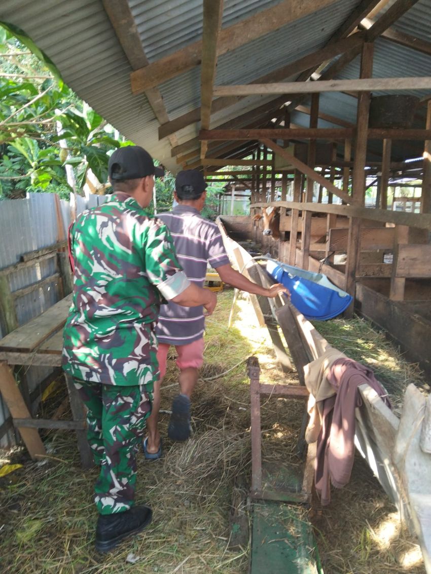 Antisipasi Penyakit PMK, Sertu Pardin Paramay Cek Ternak Warga