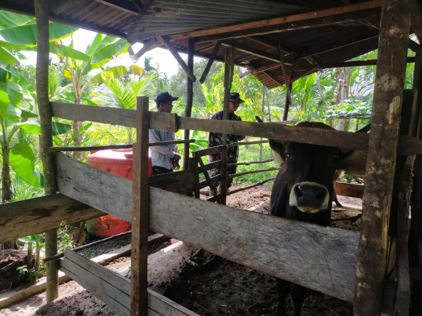 Pelda Syafi&rsquo;i Pantau Kesehatan Ternak Sapi di Desa Alai