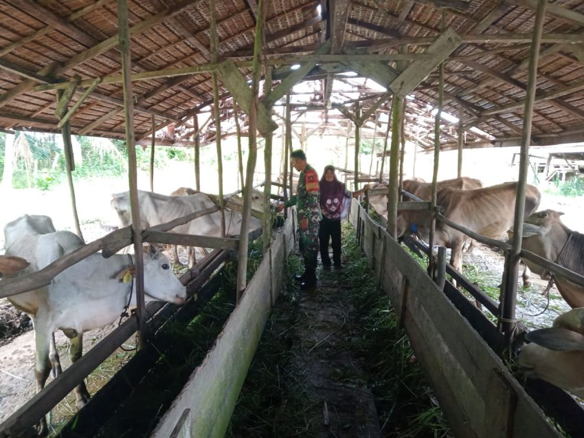 Antisipasi PMK, Sertu Amsyaya Lakukan Pemantauan Ternak di Desa Insit